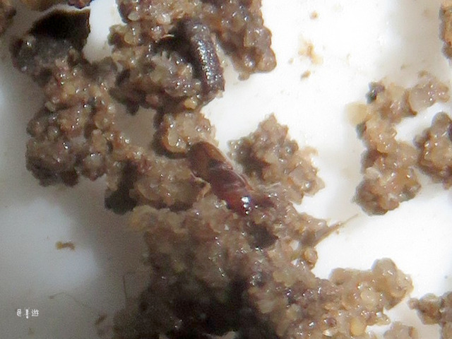 nakakotyu2