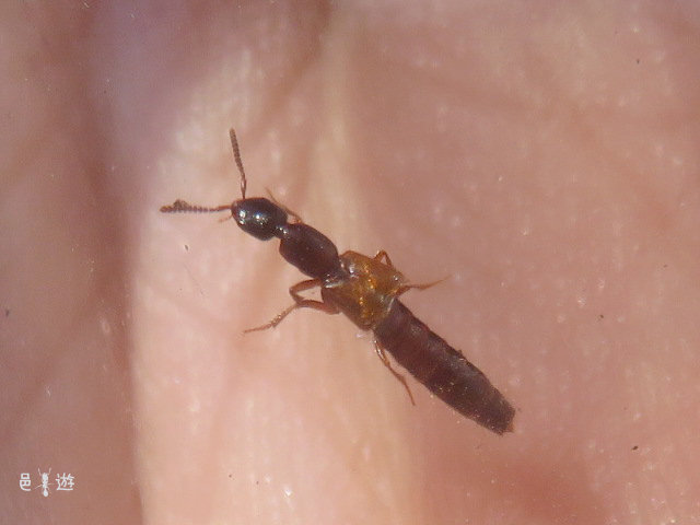 hanekakusi4