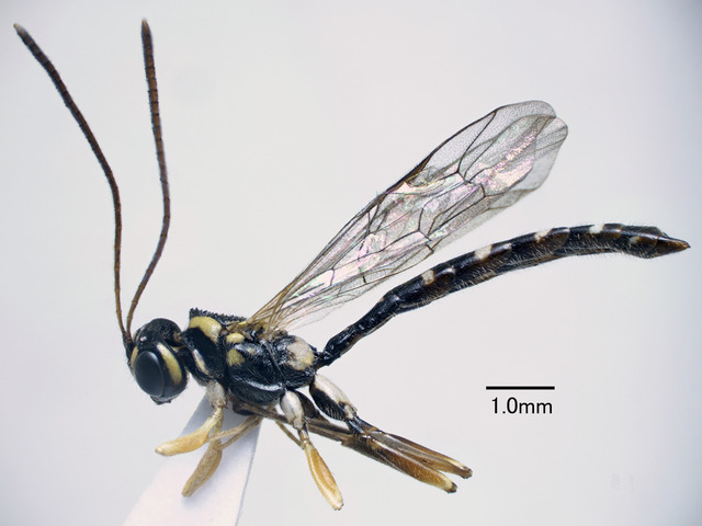 rhyssinae