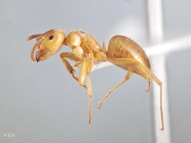 Lasius umbratus