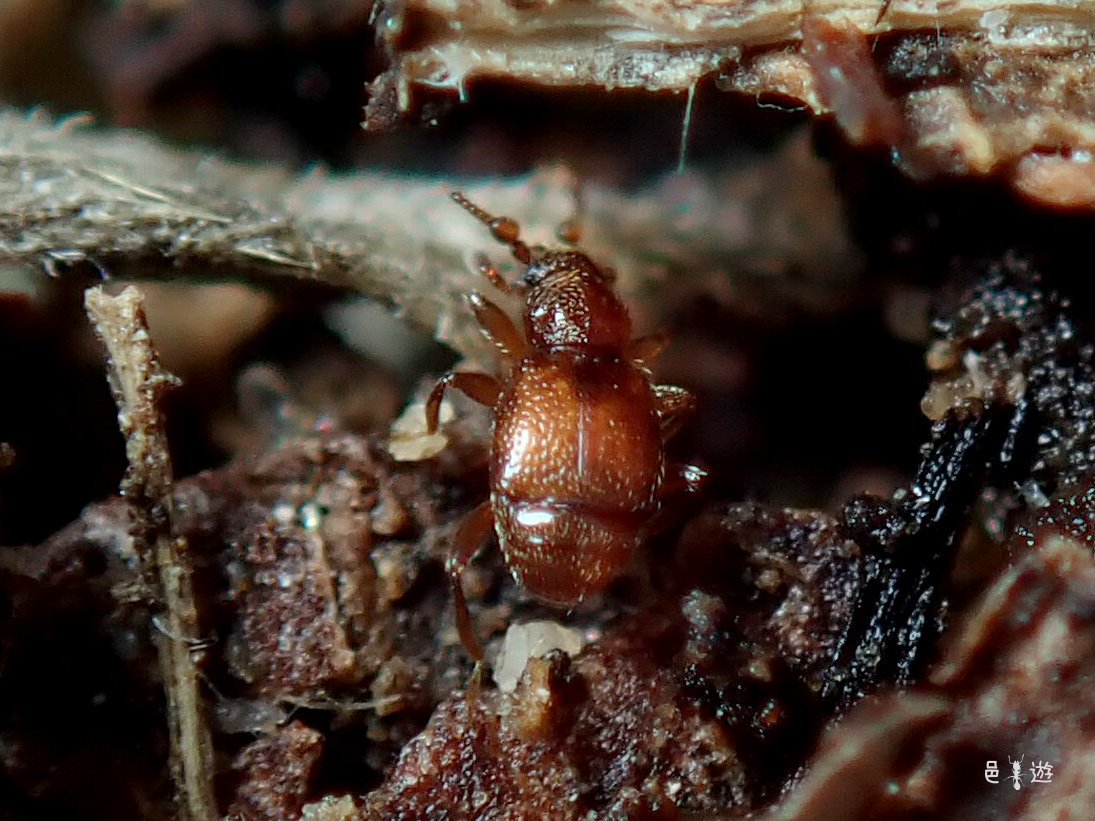 以外 邑遊自適 好蟻性的俺