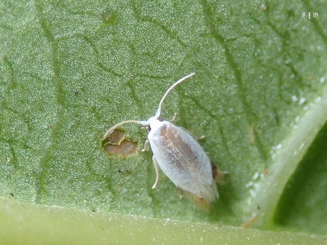 Opostegidae