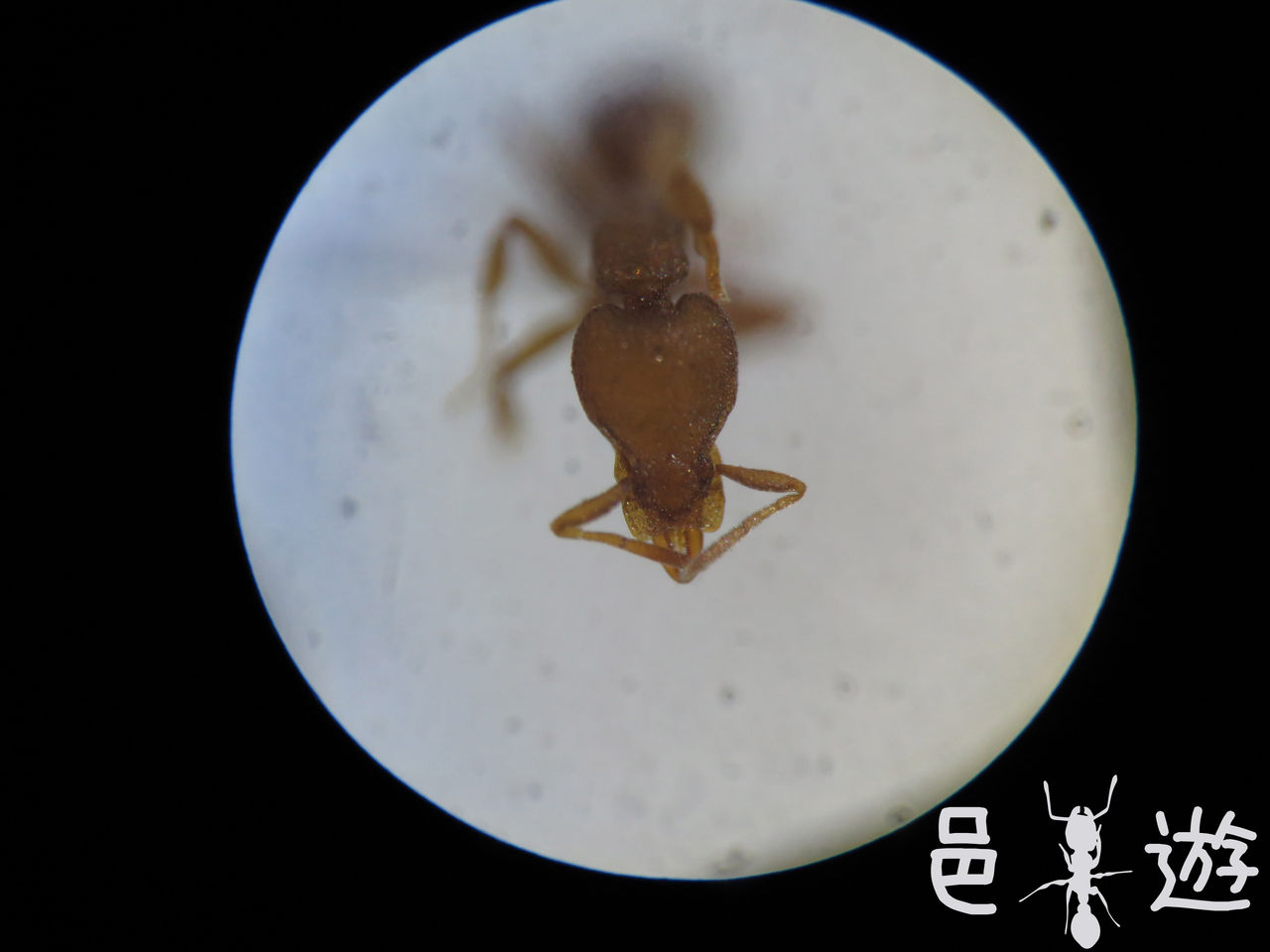 ヒラタウロコアリ顕微鏡写真 邑遊自適 好蟻性的俺