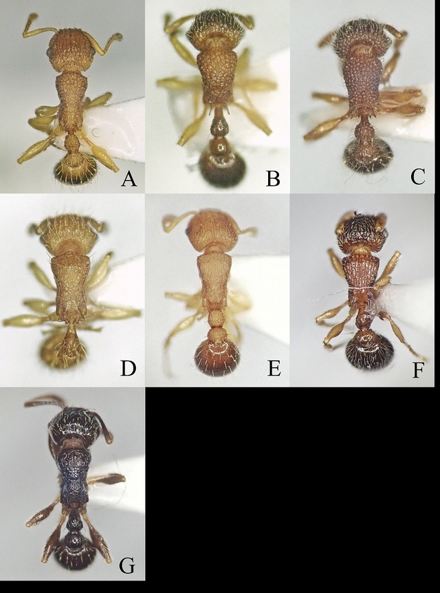 Tetramorium_Japan3