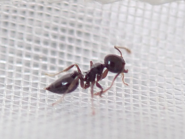 Crematogaster izanami