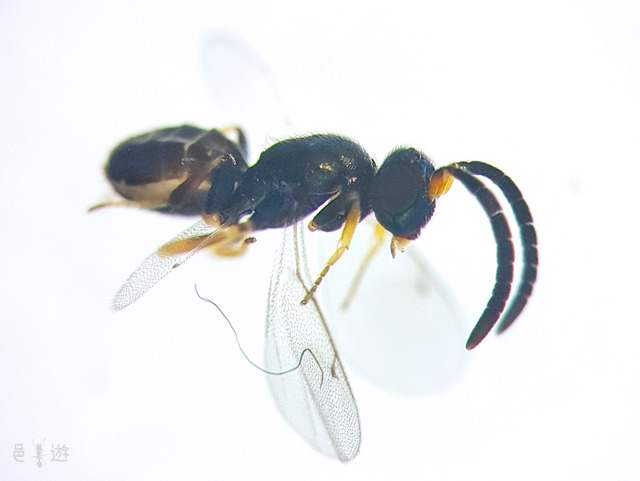 Anastatus-male
