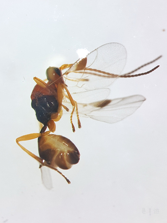 tabunEuphorinae