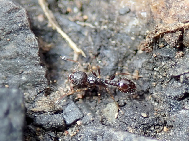 Temnothorax antera-5