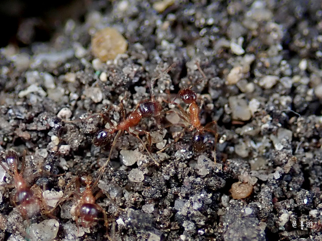 Pheidole indica