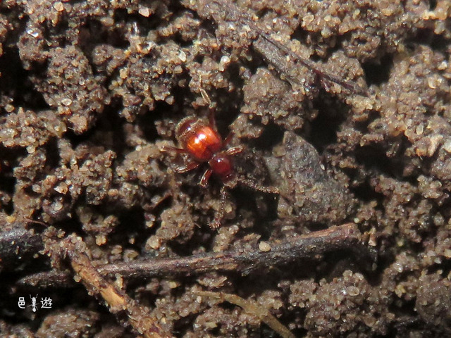 aridukamusi