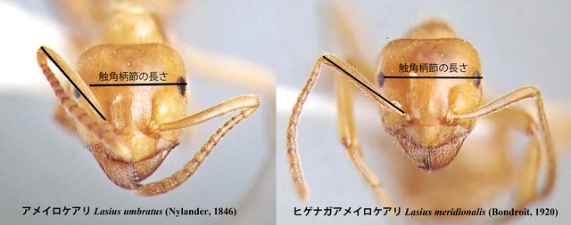 umbratus-meridionalis-H
