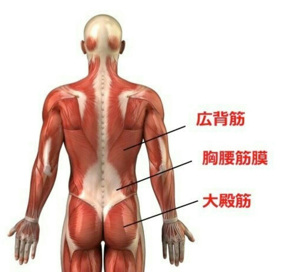 胸腰筋膜 美和ちん道中
