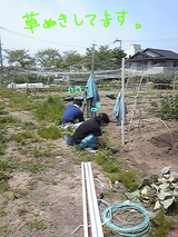 草抜き組