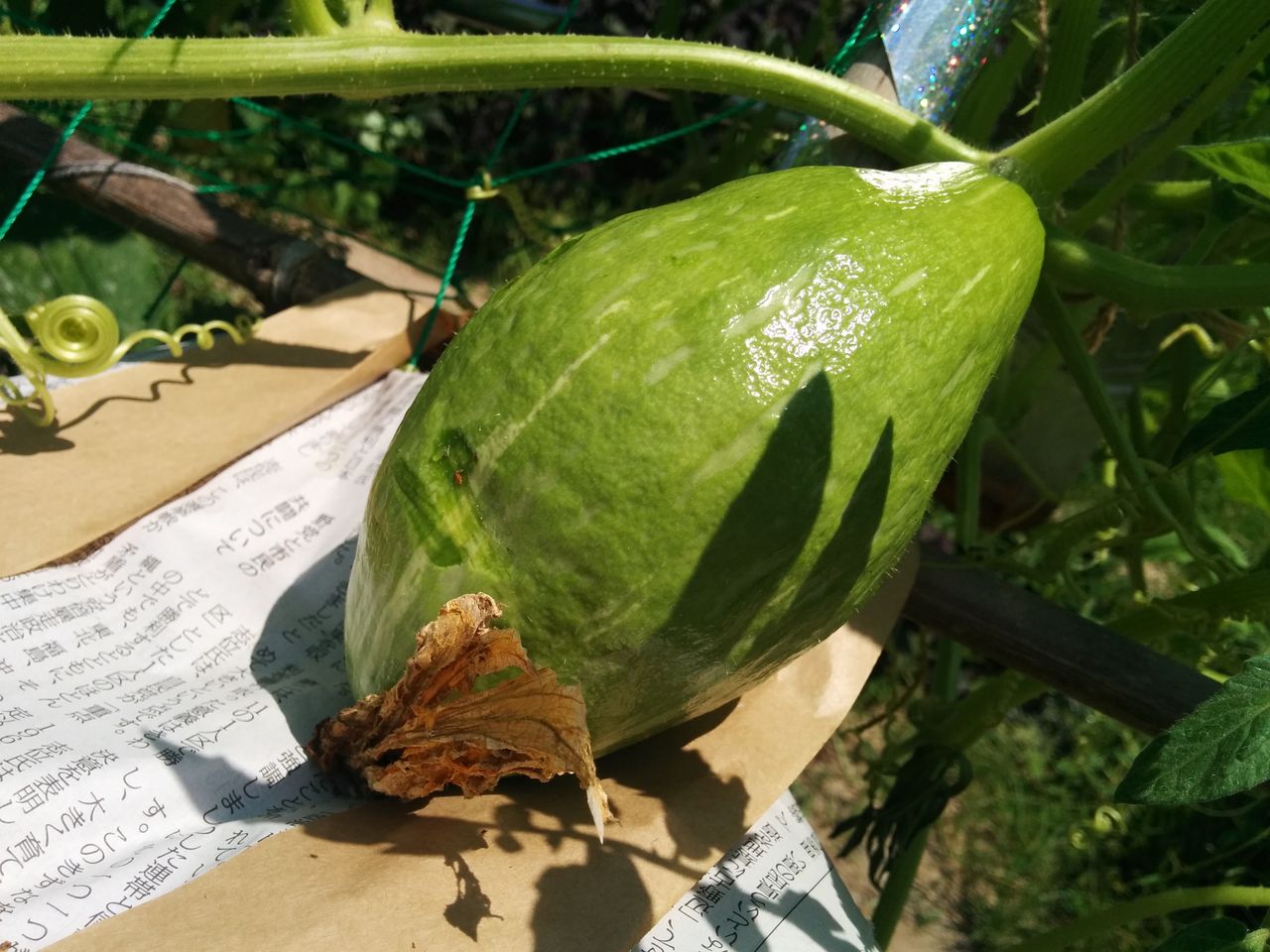 ロロン カボチャ すくすく ミミズは鳴かない ロロン カボチャ すくすく ミミズは鳴かない