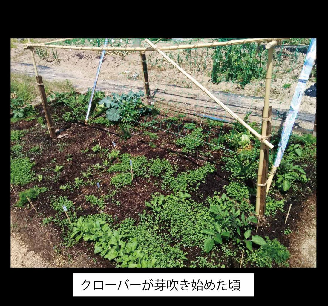 クローバーマルチ中間報告 ミミズは鳴かない クローバーマルチ中間報告 ミミズは鳴かない