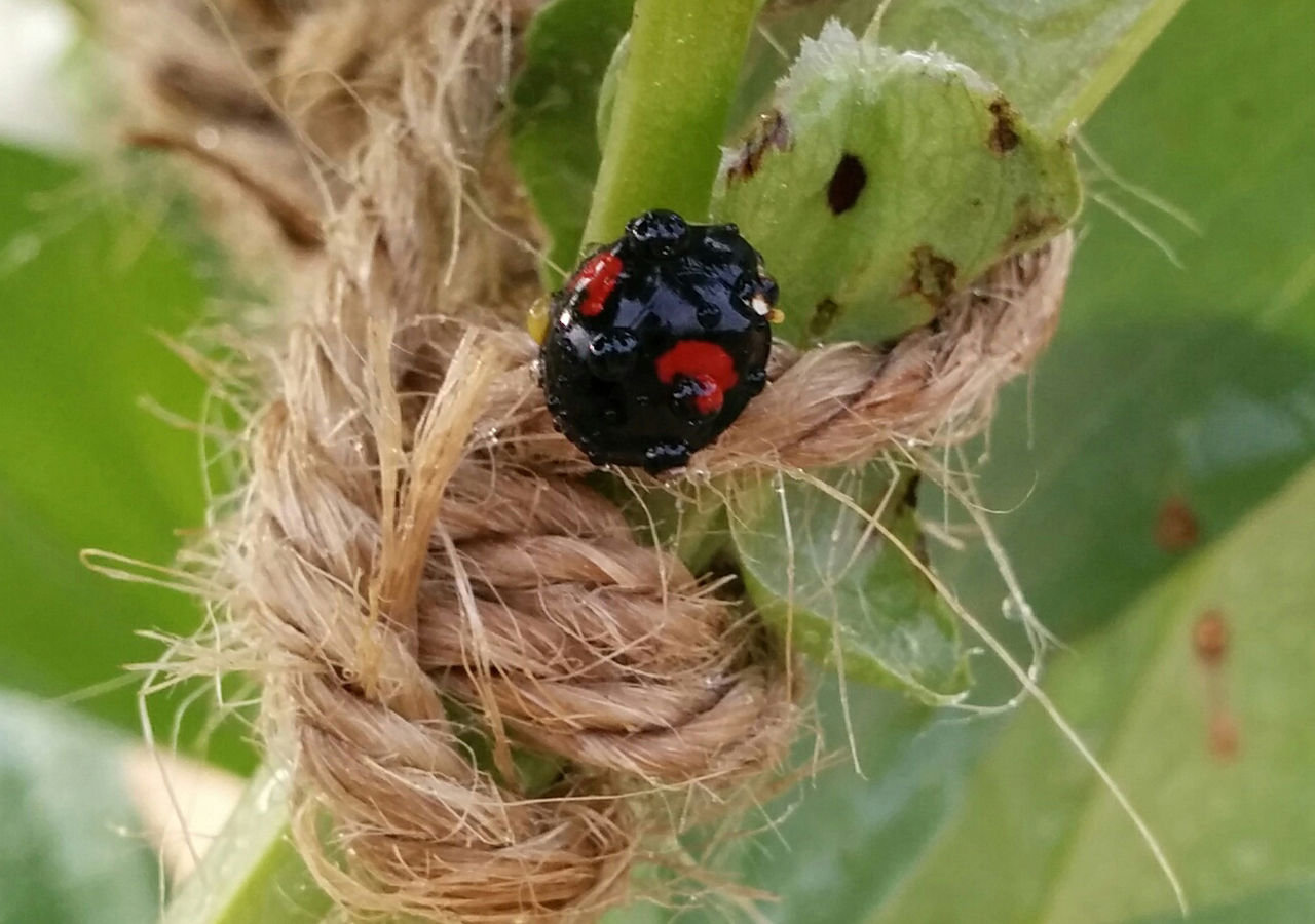 ミミズは鳴かない