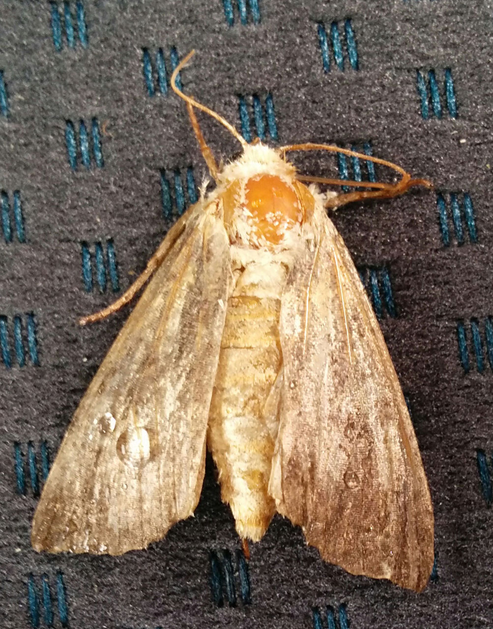 ヨトウガ捕殺作戦 ミミズは鳴かない