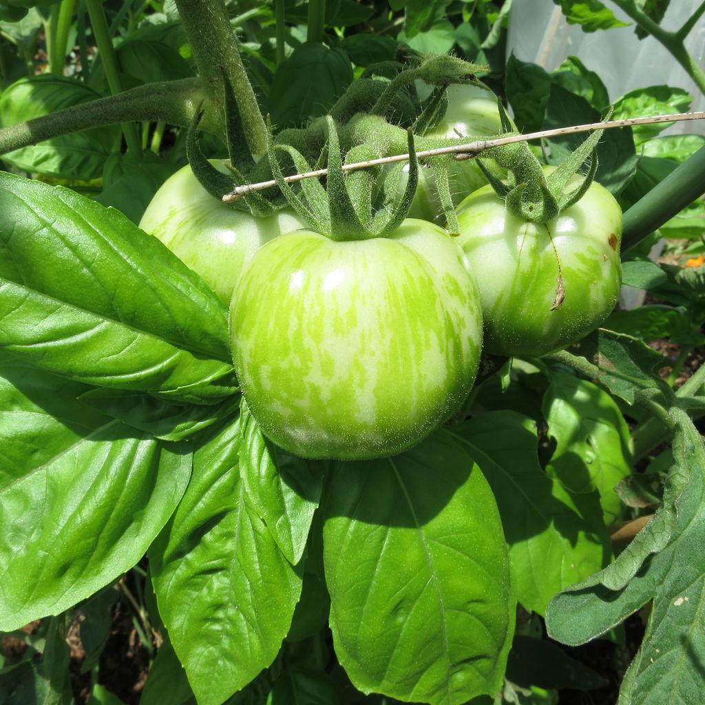 グリーンゼブラはいつ食べごろ ミミズは鳴かない