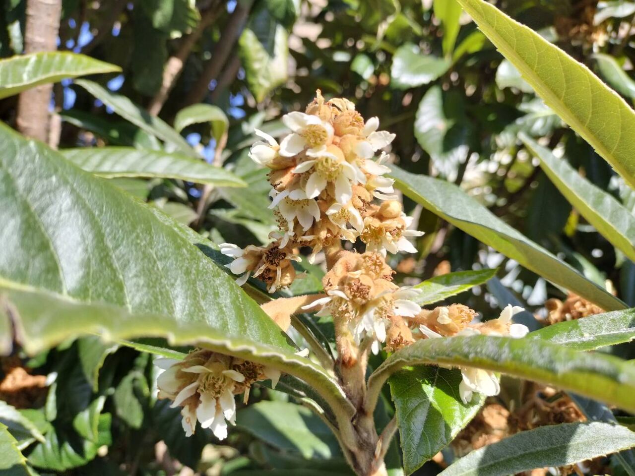 枇杷(ビワ)の花 畑と音楽と囲碁と... 枇杷(ビワ)の花 畑と音楽と囲碁と...