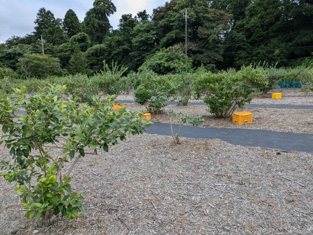 PXL_20240714_051111671