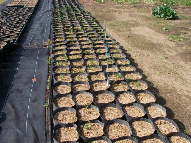 大量の籾殻を畑に撒く : かもしてパッパラなーるなる 大量の籾殻を畑に撒く : かもしてパッパラなーるなる