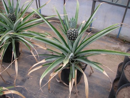 ijh001+6