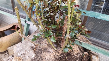 HORIZON_0001_BURST20220407072313819_COVER