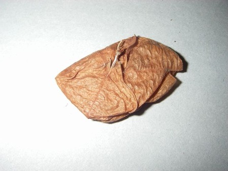 ijh001