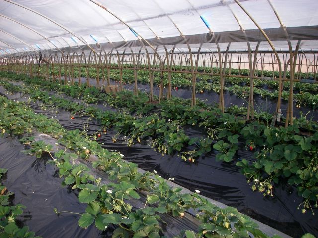 無農薬いちごに挑戦中の大久保さん かもしてパッパラなーるなる