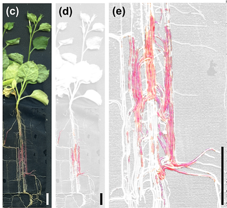 Micorriza_Colonizacion