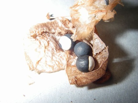 ijh001+3