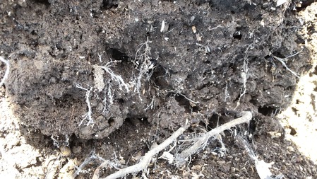 HORIZON_0001_BURST20220406141442190_COVER