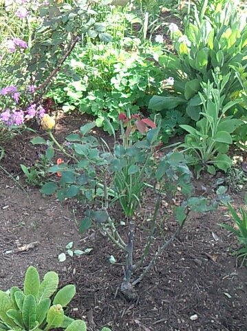 �����Х�1