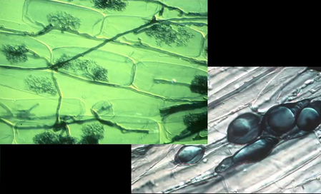 Endomycorhyze_a_arbuscules_02