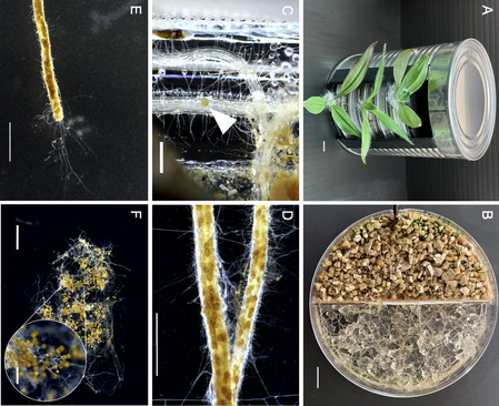 Cultures-of-Rhiantago
