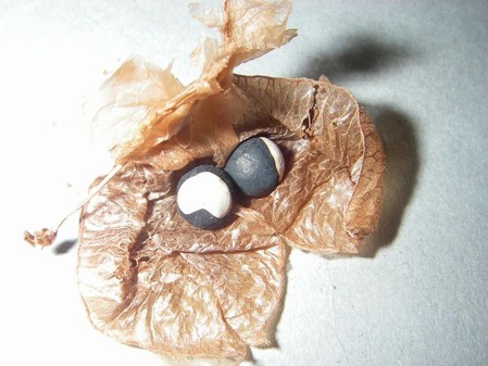 ijh001+1