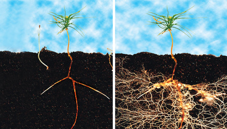 Mycorrhizae_BA