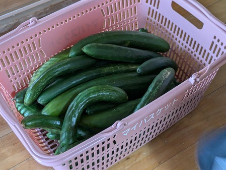 PXL_20240805_051219144