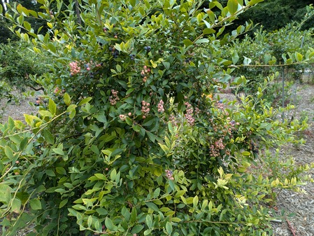 PXL_20240714_051308320.MP