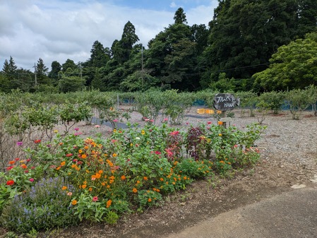 PXL_20240714_051151277