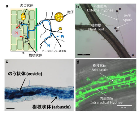 �����꡼�󥷥�å� 2026-02-12 174554