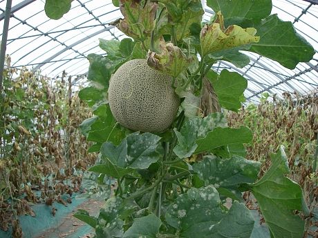 メロンの収穫 かもしてパッパラなーるなる