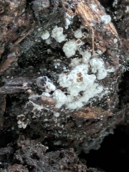 PXL_20240501_080444230