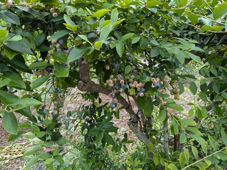 PXL_20240714_051249237