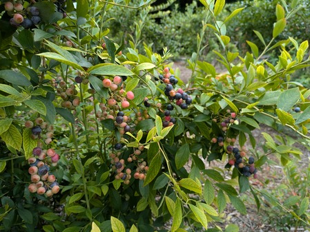 PXL_20240714_051316652