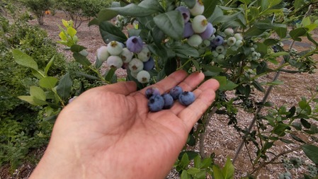 HORIZON_0001_BURST20220621143540338_COVER