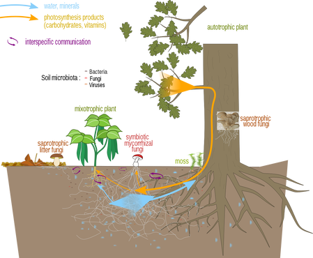 1280px-Mycorrhizal_network.svg