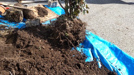 HORIZON_0001_BURST20220406144610398_COVER