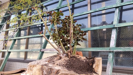 HORIZON_0001_BURST20220407072324678_COVER