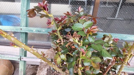 HORIZON_0001_BURST20220407072309373_COVER